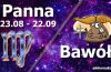 podwójna astrologia panna bawół
