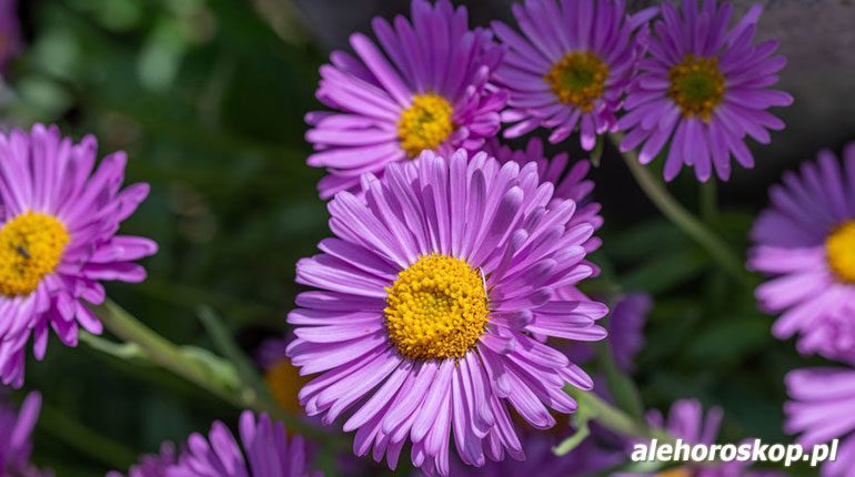 horoskop kwiatowy aster