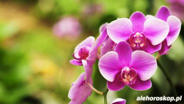horoskop kwiatowy orchidea
