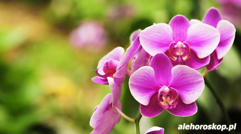 horoskop kwiatowy orchidea