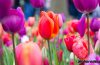 horoskop kwiatowy tulipan