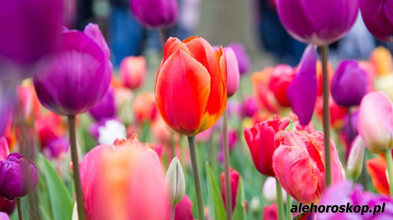 horoskop kwiatowy tulipan