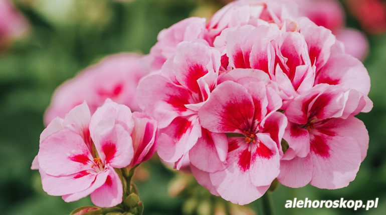 horoskop kwiatowy geranium
