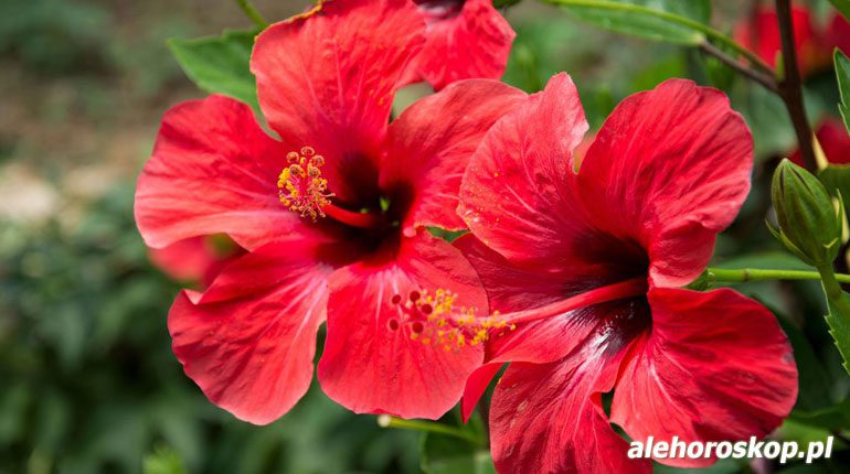 horoskop kwiatowy hibiskus