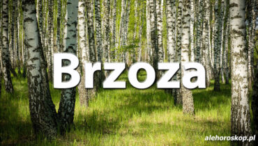 Horoskop celtycki Brzoza - alehoroskop.pl