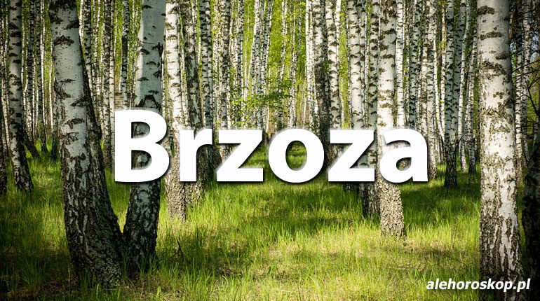 Horoskop celtycki Brzoza - alehoroskop.pl