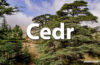 Horoskop celtycki Cedr - alehoroskop.pl