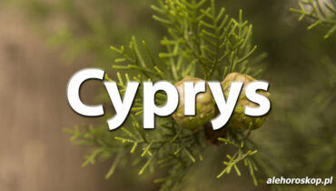 Horoskop celtycki Cyprys - alehoroskop.pl
