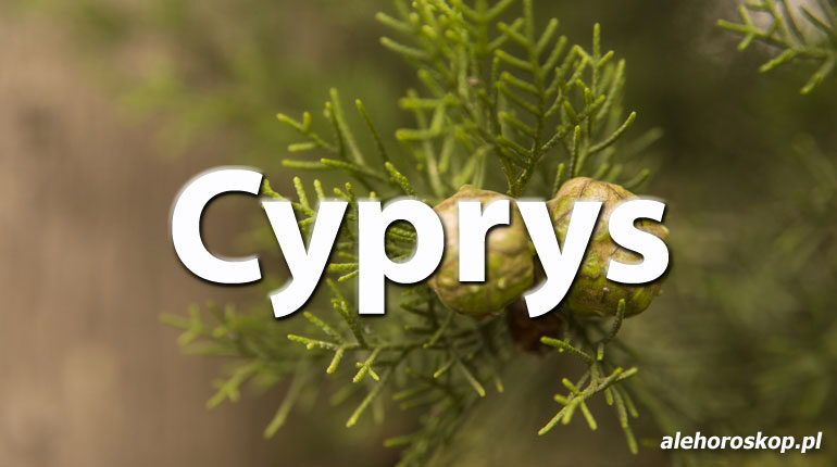 Horoskop celtycki Cyprys - alehoroskop.pl