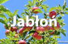 Horoskop celtycki Jabłoń - alehoroskop.pl