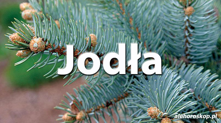 Horoskop celtycki Jodła - alehoroskop.pl
