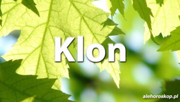 Horoskop celtycki Klon - alehoroskop.pl