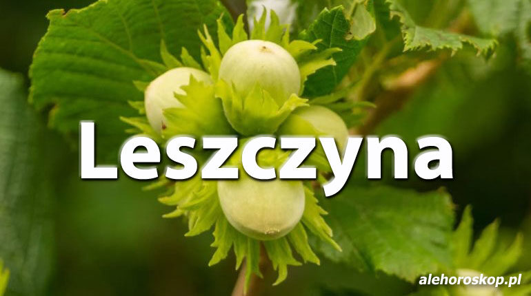 Horoskop celtycki Leszczyna - alehoroskop.pl