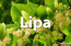 Horoskop celtycki Lipa - alehoroskop.pl