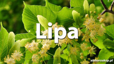 Horoskop celtycki Lipa - alehoroskop.pl