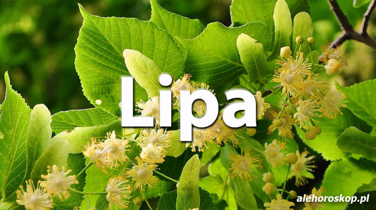 Horoskop celtycki Lipa - alehoroskop.pl