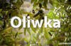 Horoskop celtycki Oliwka - alehoroskop.pl