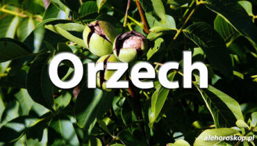 Horoskop celtycki Orzech - alehoroskop.pl