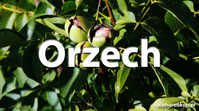 Horoskop celtycki Orzech - alehoroskop.pl
