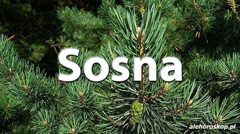 Horoskop celtycki Sosna - alehoroskop.pl