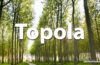 Horoskop celtycki Topola - alehoroskop.pl