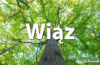 Horoskop celtycki Wiąz - alehoroskop.pl
