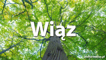 Horoskop celtycki Wiąz - alehoroskop.pl