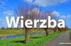 Horoskop celtycki Wierzba - alehoroskop.pl
