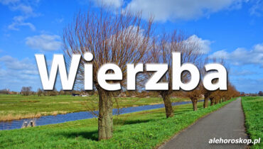 Horoskop celtycki Wierzba - alehoroskop.pl