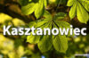Horoskop celtycki Kasztanowiec - alehoroskop.pl